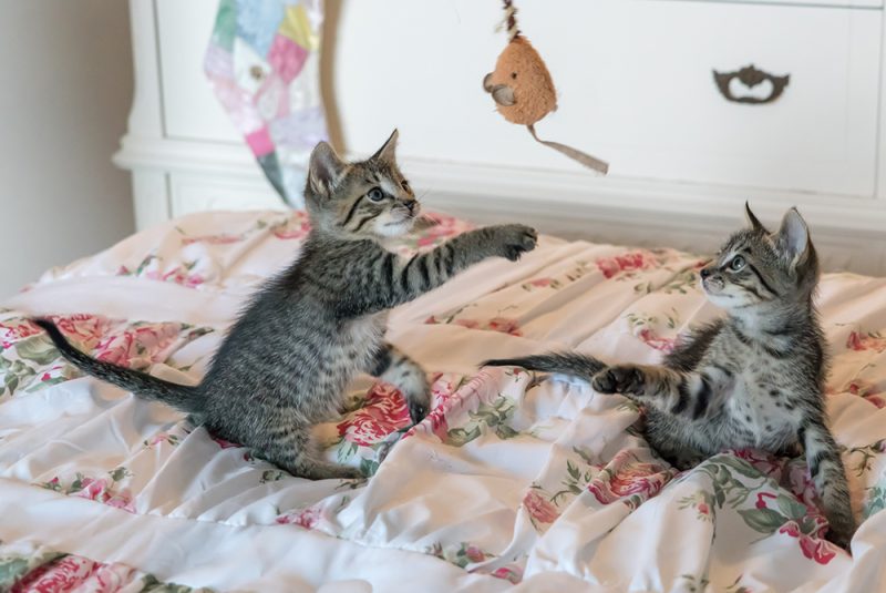 two kittens playing in bed