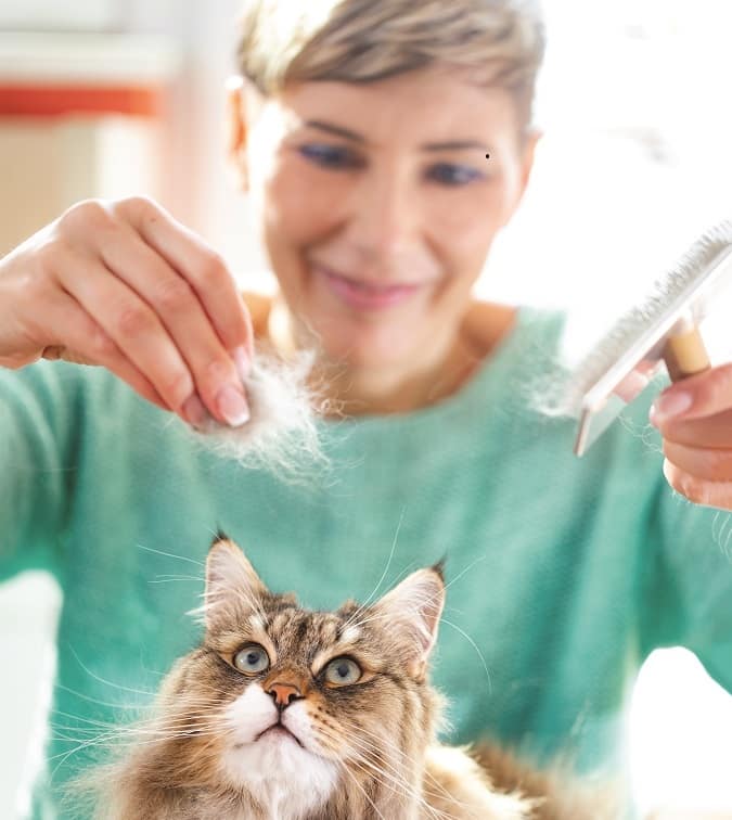 cat grooming at home