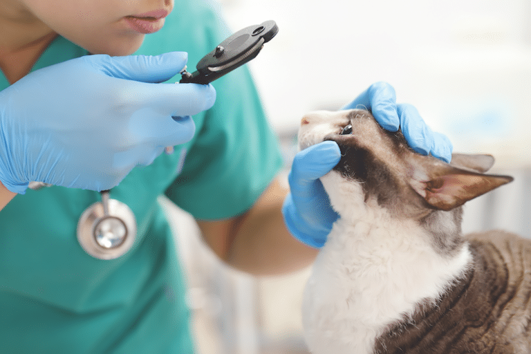 How To Treat Corneal Ulcers Catster