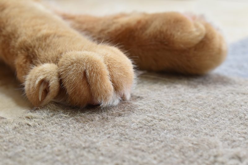 Close up to a ginger cat paws and claws scratching carpet