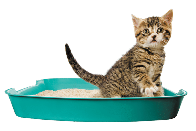 Basic Litter Training For Kittens Catster