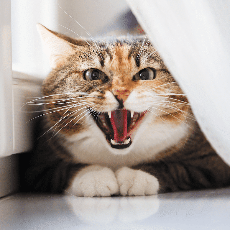 angry cat images