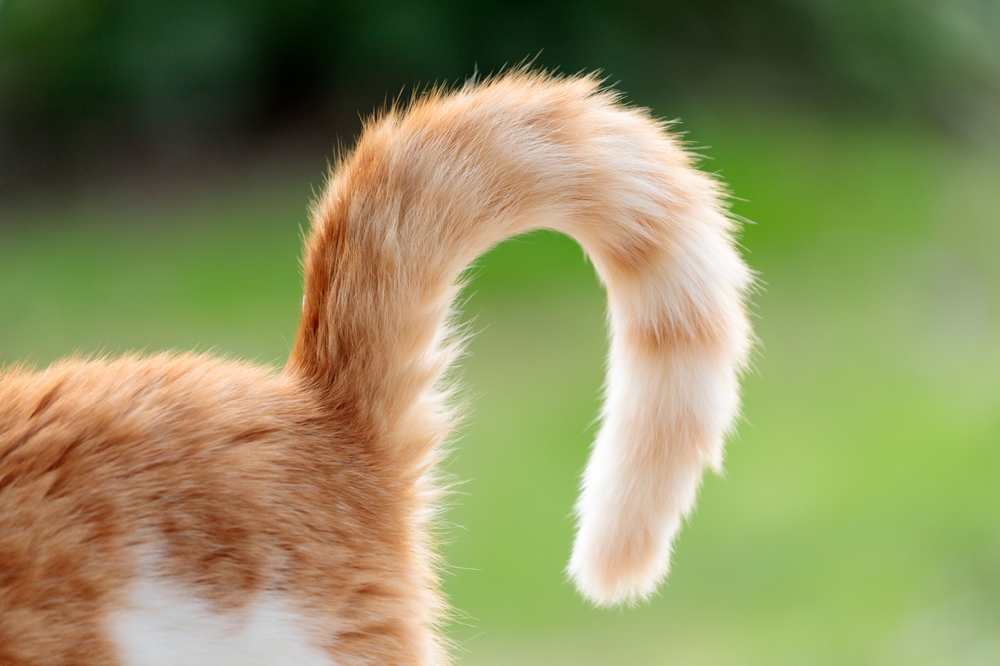 A-curled-cats-tail-close-up