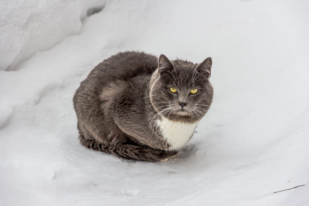 large-young-gray-cat-with-yellow-eyes