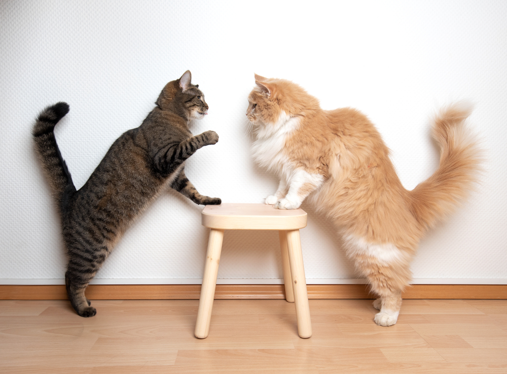 two-cats-armwrestling-fight-battle