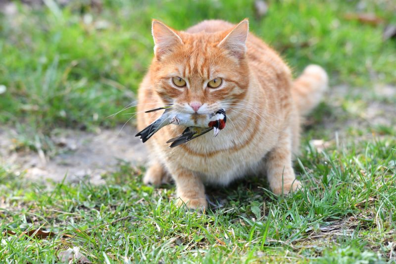 domestic red cat caught the bird and holds it in its mouth
