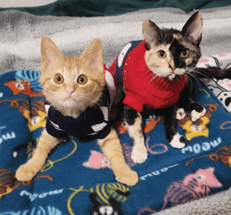 Differently Abled Kittens Form a Fast Friendship - Catster