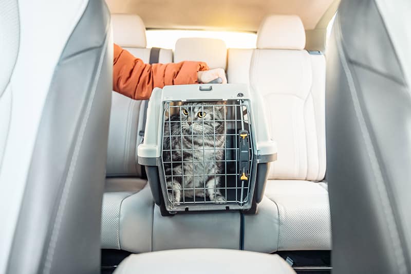 cat in a carrier riding a car