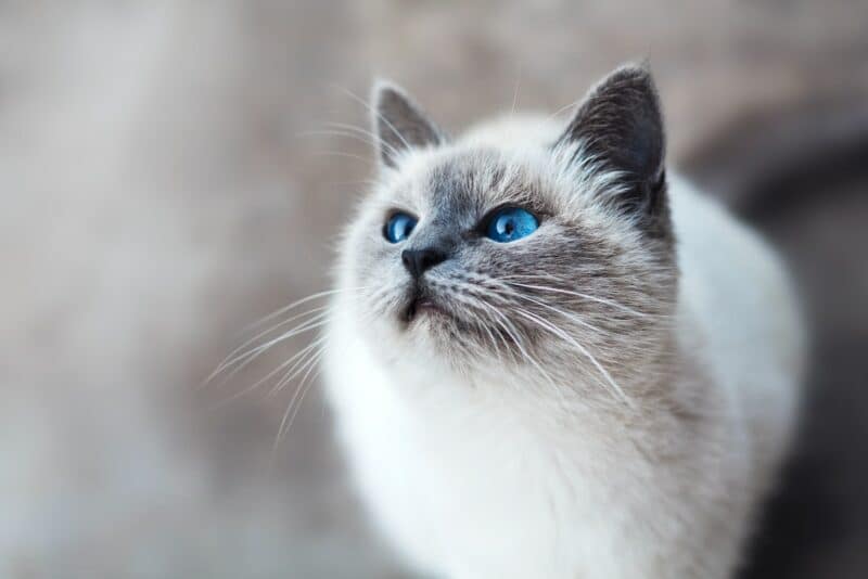 10 Blue Cat Breeds: An Overview (With Pictures) - Catster