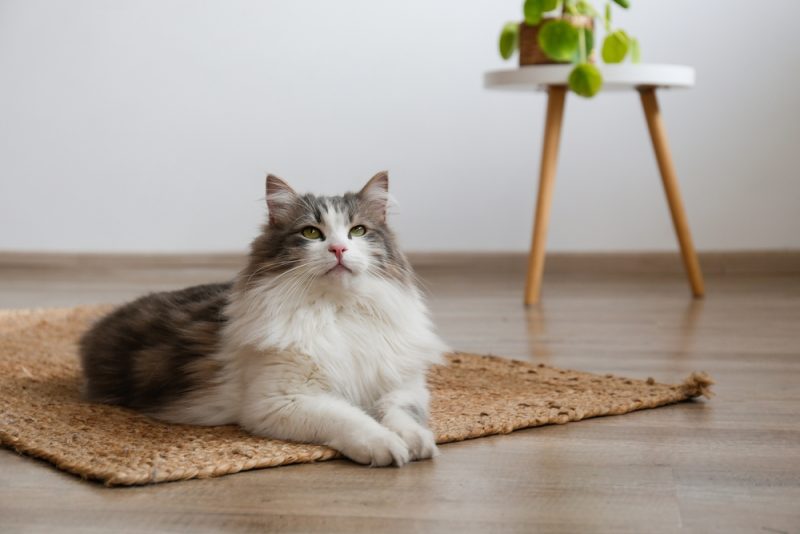 siberian cat sitting on the jute wicker rug