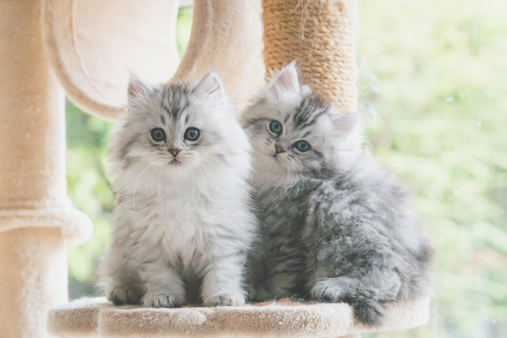 2 persian kittens on a cat tower