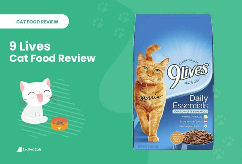 9 Lives Cat Food Review in 2024 Recalls, Pros & Cons Catster