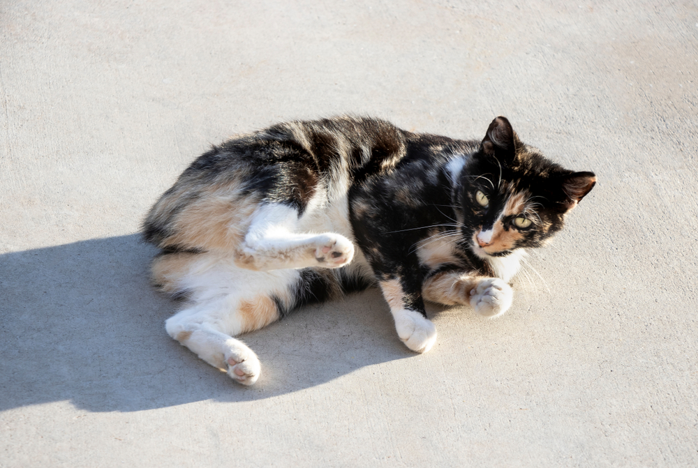 A brown, yellow and white color manx cat with no tail