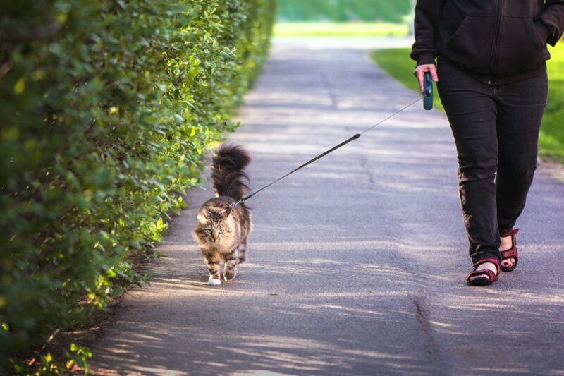 Does Your Dog Pull on Leash? Here's a Step-by-Step Guide to Getting Them to  Walk Nicely – 3 Lost Dogs