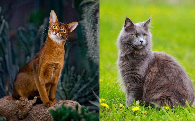 Abyssinian Maine Coon Mix: Pictures, Facts, Care & More - Catster