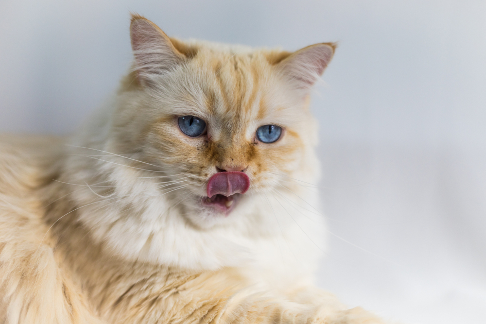 Adorable Orange White Fluffy Cat Licking Hungry