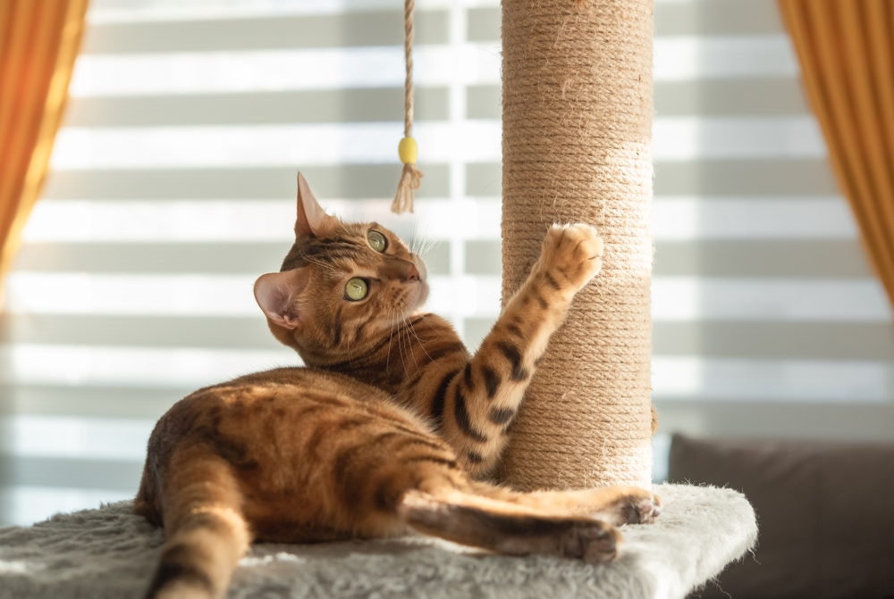 Bengal cat plays with a scratching post in the living room