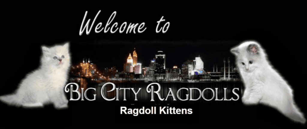 Big-City-Ragdoll-Cats