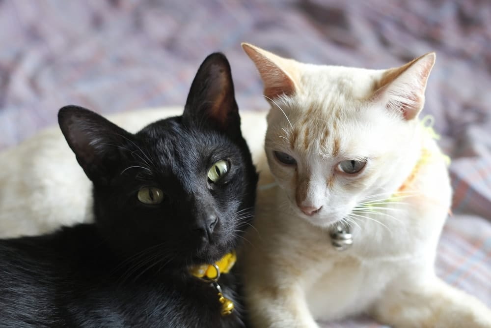 Will a Male Cat Mate With a Female if She's Not in Heat? - Catster