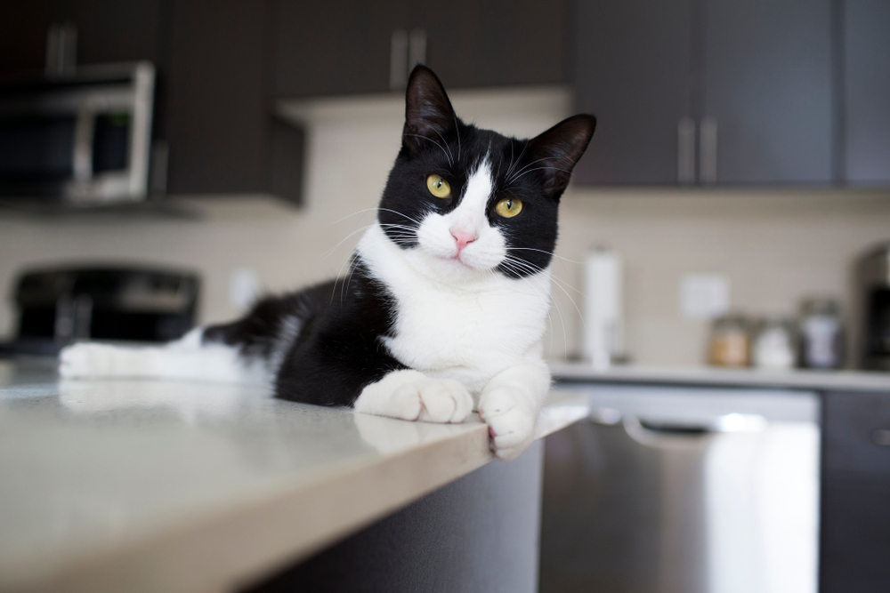 Black and white domestic cat lying on modern kitchen