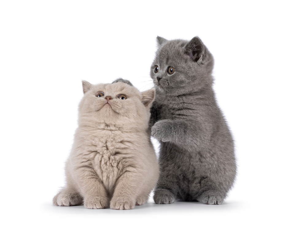 British Shorthair cat kittens