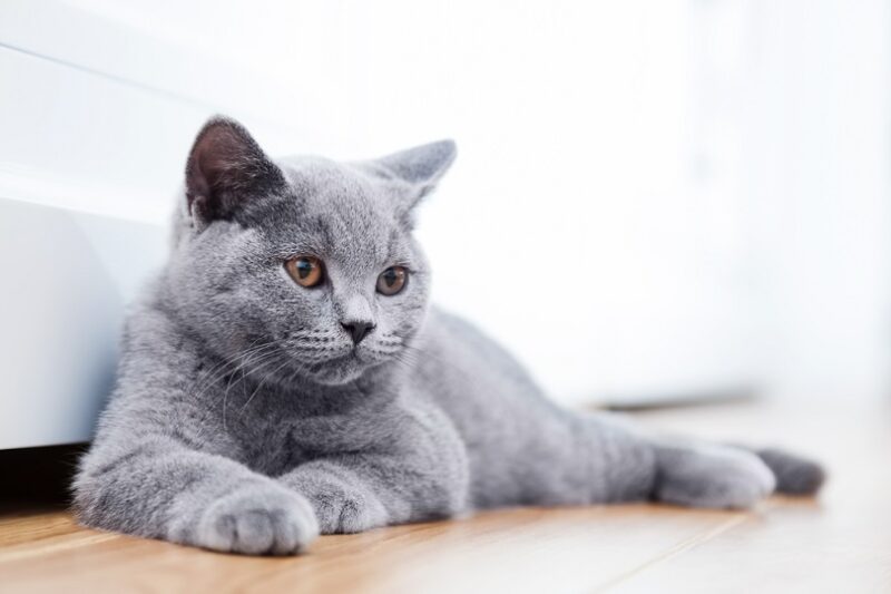 10 Blue Cat Breeds: An Overview (With Pictures) - Catster
