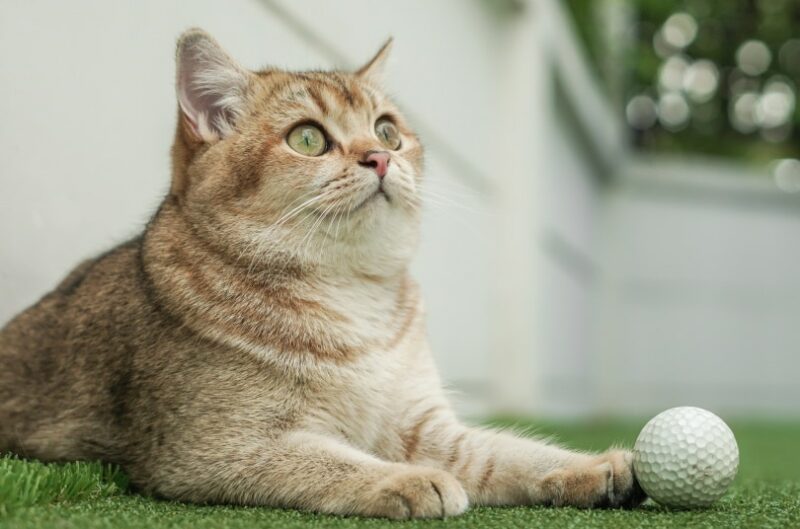 Top 10 Most Popular Cat Breeds to Adopt As Pets