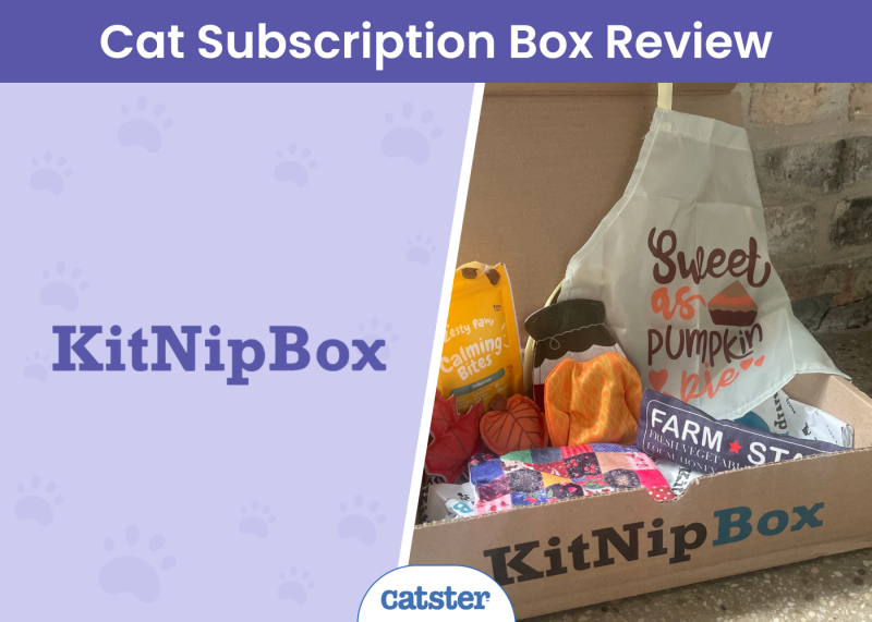 CAT_SAPR_Kitnipbox Subscription Box
