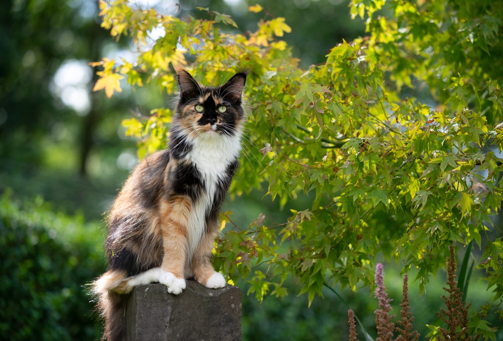 Calico Main Coon Cat sitting outdoors