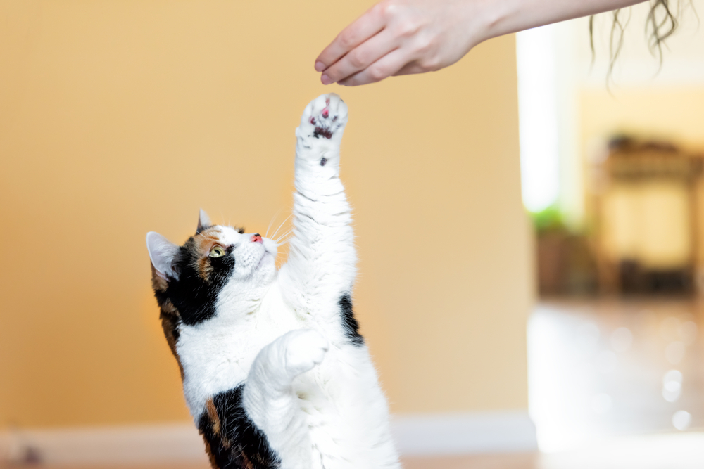 Calico cat standing up on hind legs