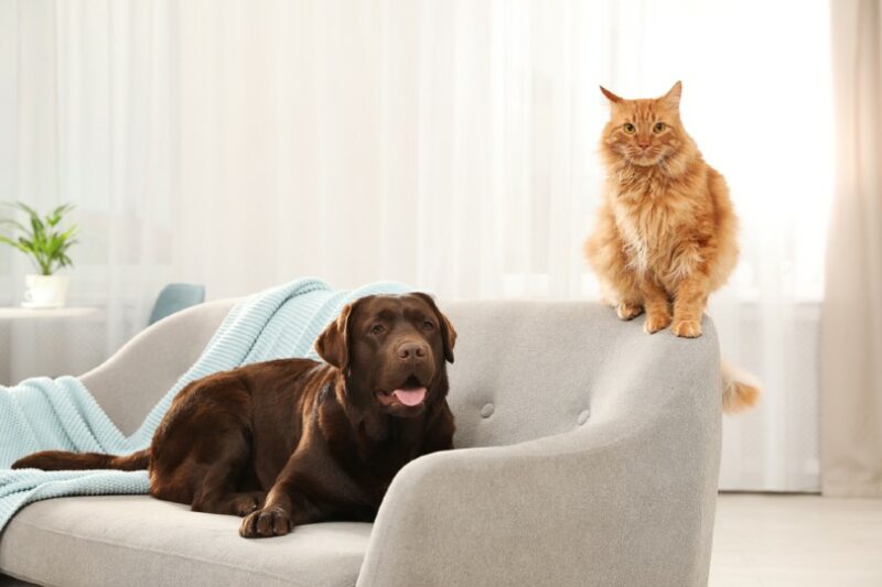 Cat–dog relationship - Wikipedia