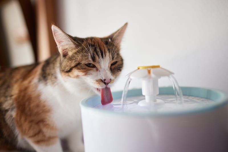 https://www.catster.com/wp-content/uploads/2023/11/Cat-drinking-water-fountain_Vershinin89_Shutterstock.jpg
