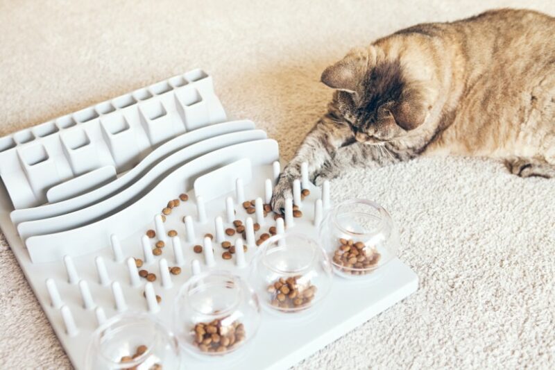 Try This: DIY Puzzle Feeders for Cats
