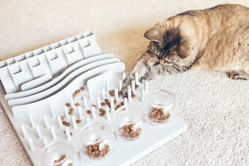 DIY Food Puzzles For Cats! - Modern Cat