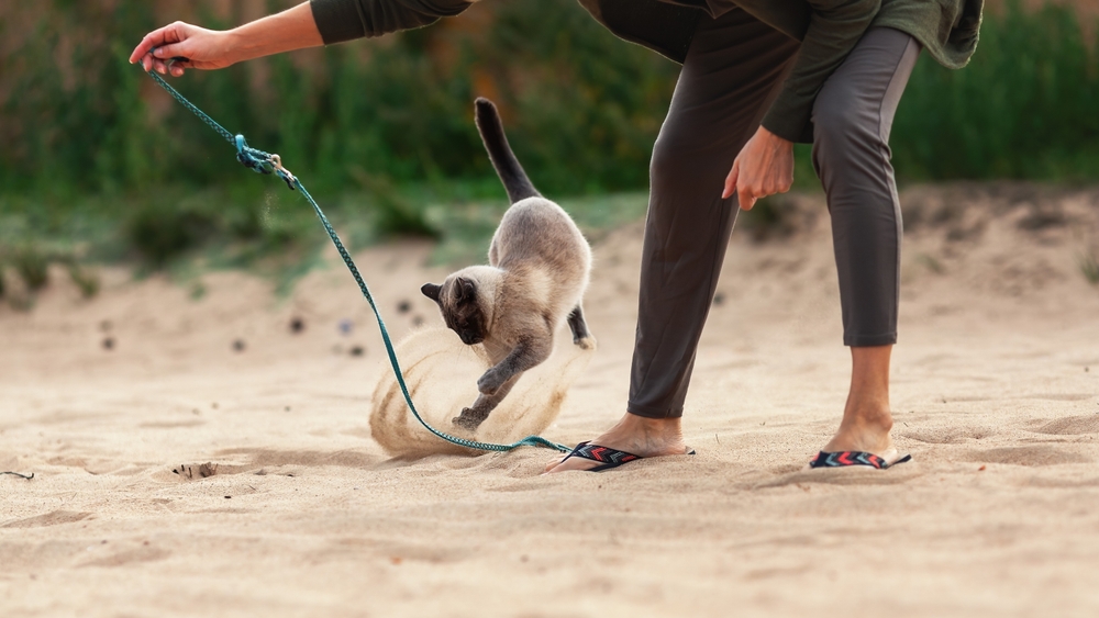 Cat jumping and playing in the sand