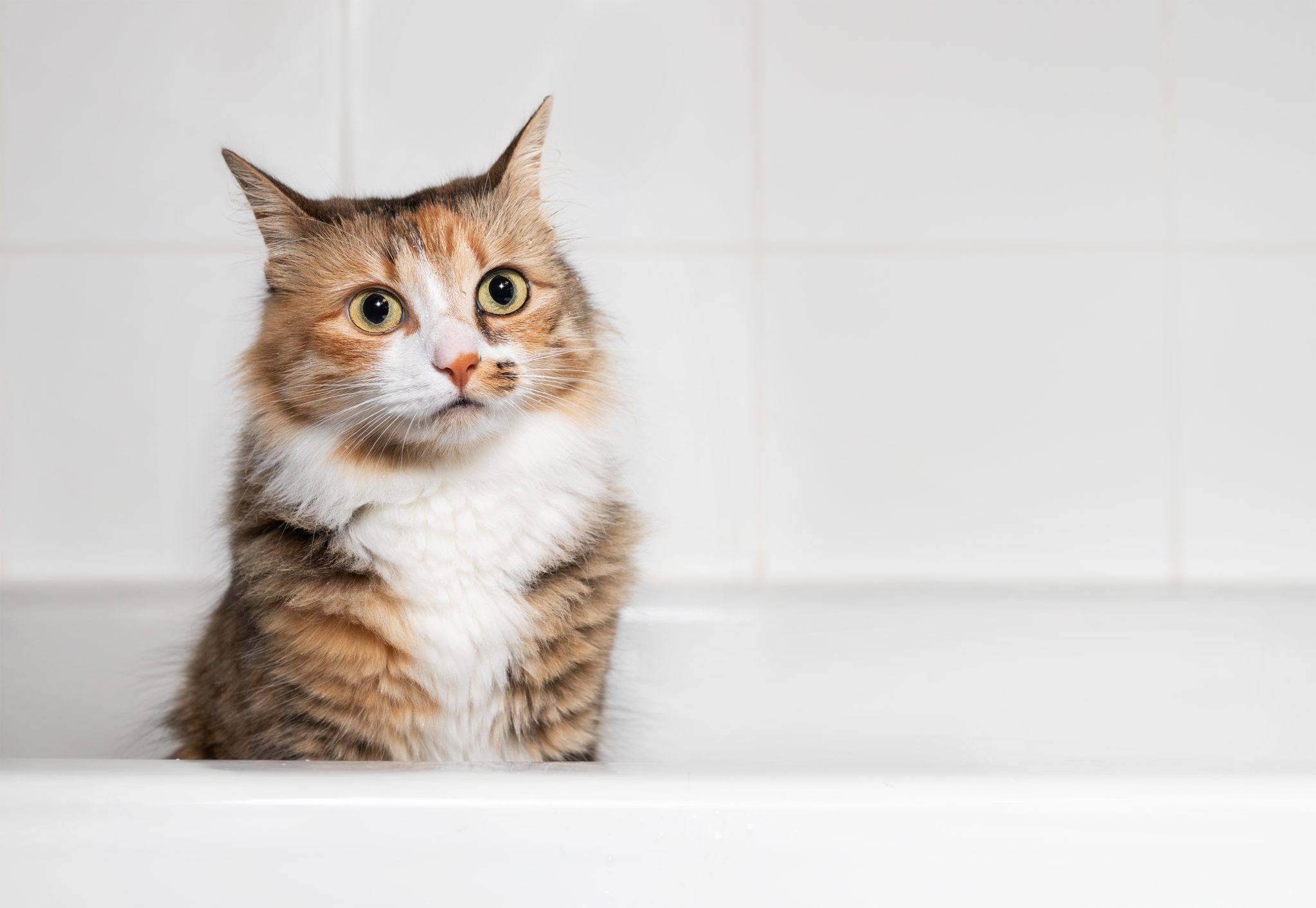 Gato sentado en la bañera después de jugar con agua, vista frontal