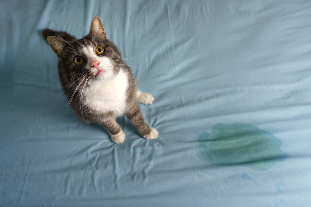Cat sitting near wet or piss spot on the bed