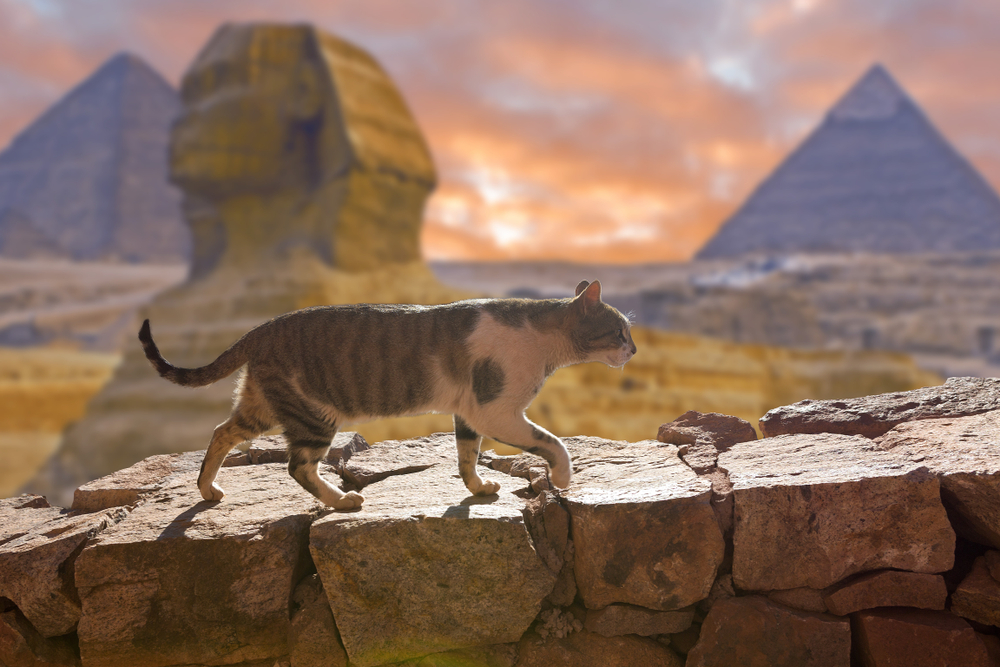 Cat walks on the background of the Egyptian pyramids in Cairo
