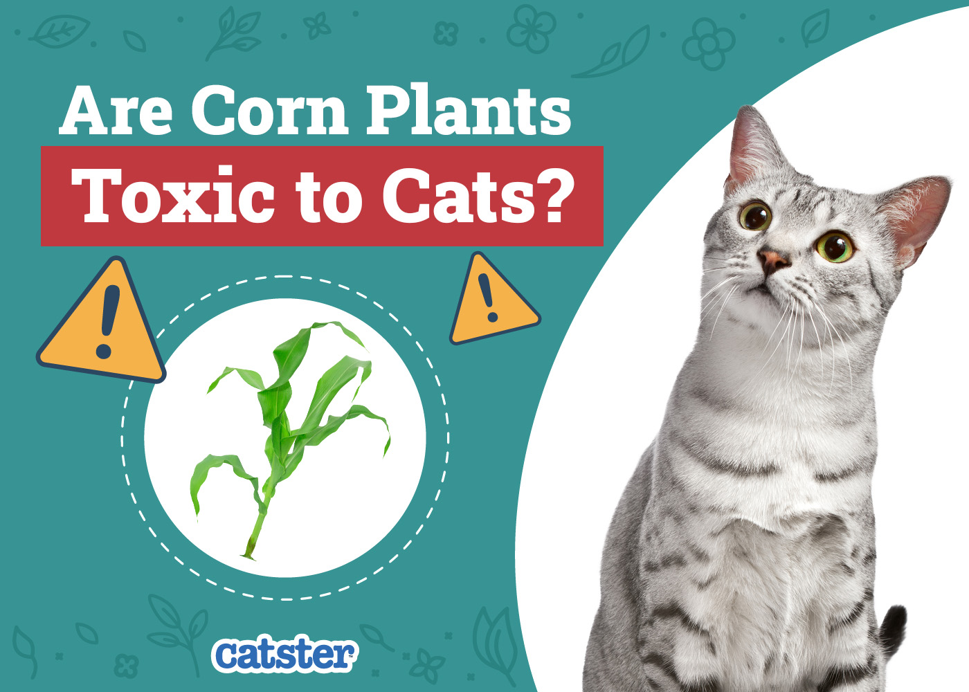 Catster_Are Corn Plants Toxic to Cats