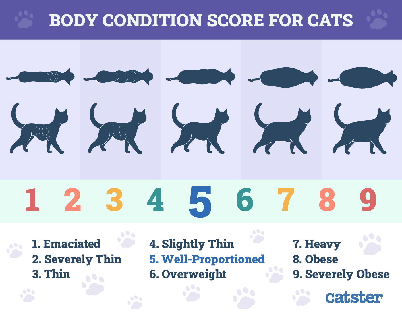 Cat Body Condition Score Healthy Weight