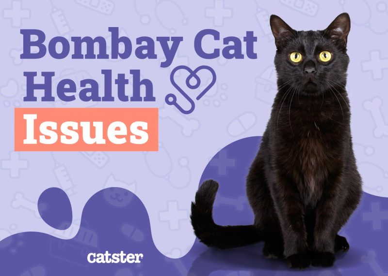 Bombay Cat Health Problems
