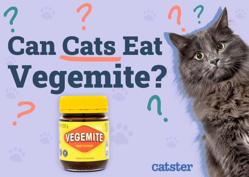 Can Cats Eat Vegemite Vet Reviewed Facts Advice Catster