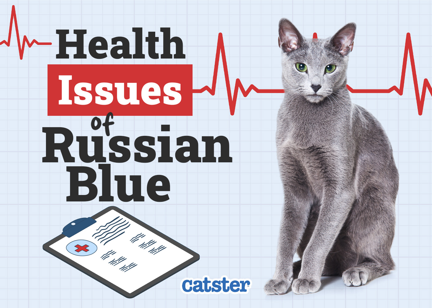 Catster_Health Problems of Russian Blue