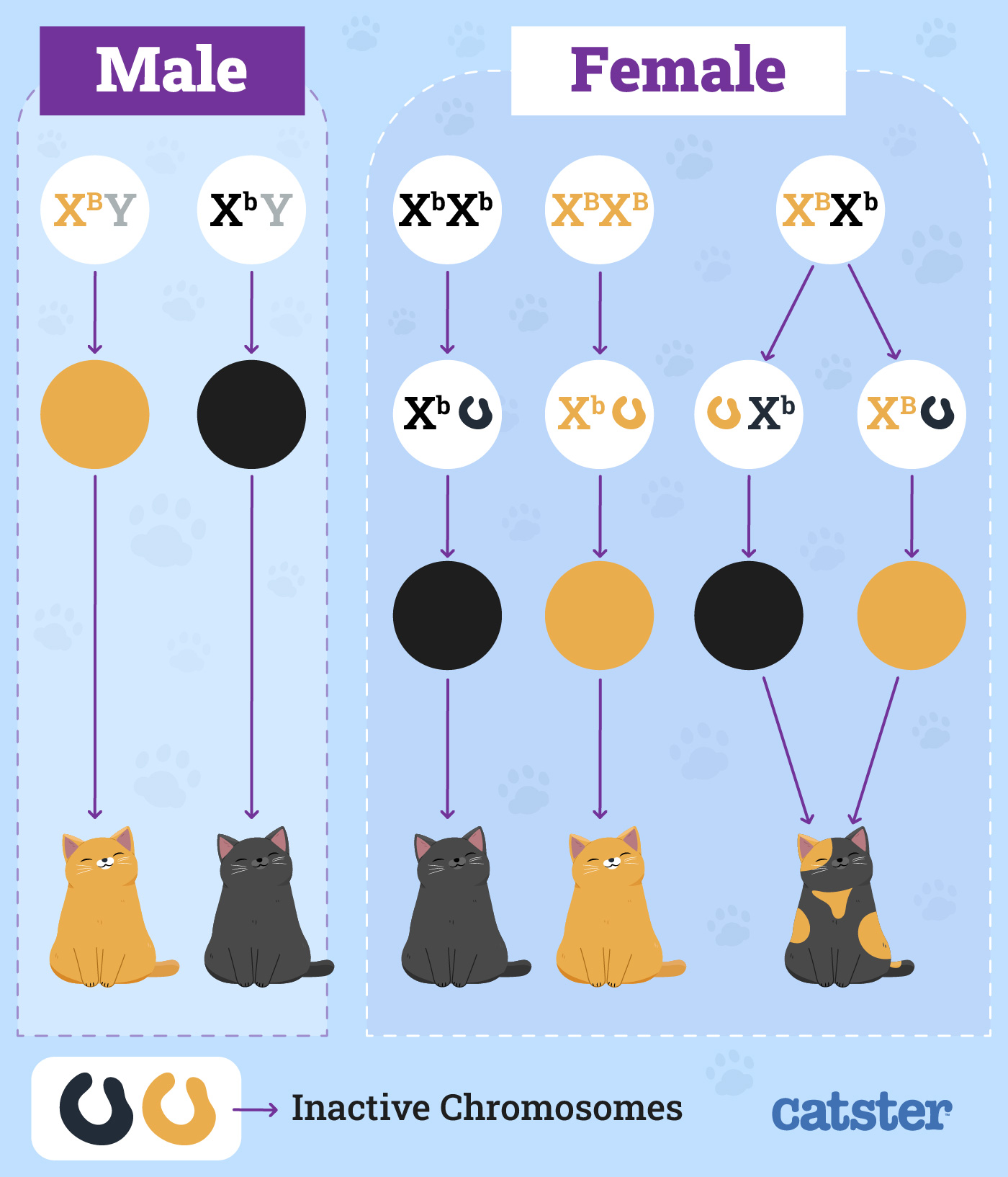 Orange Cat Genetics Infographic