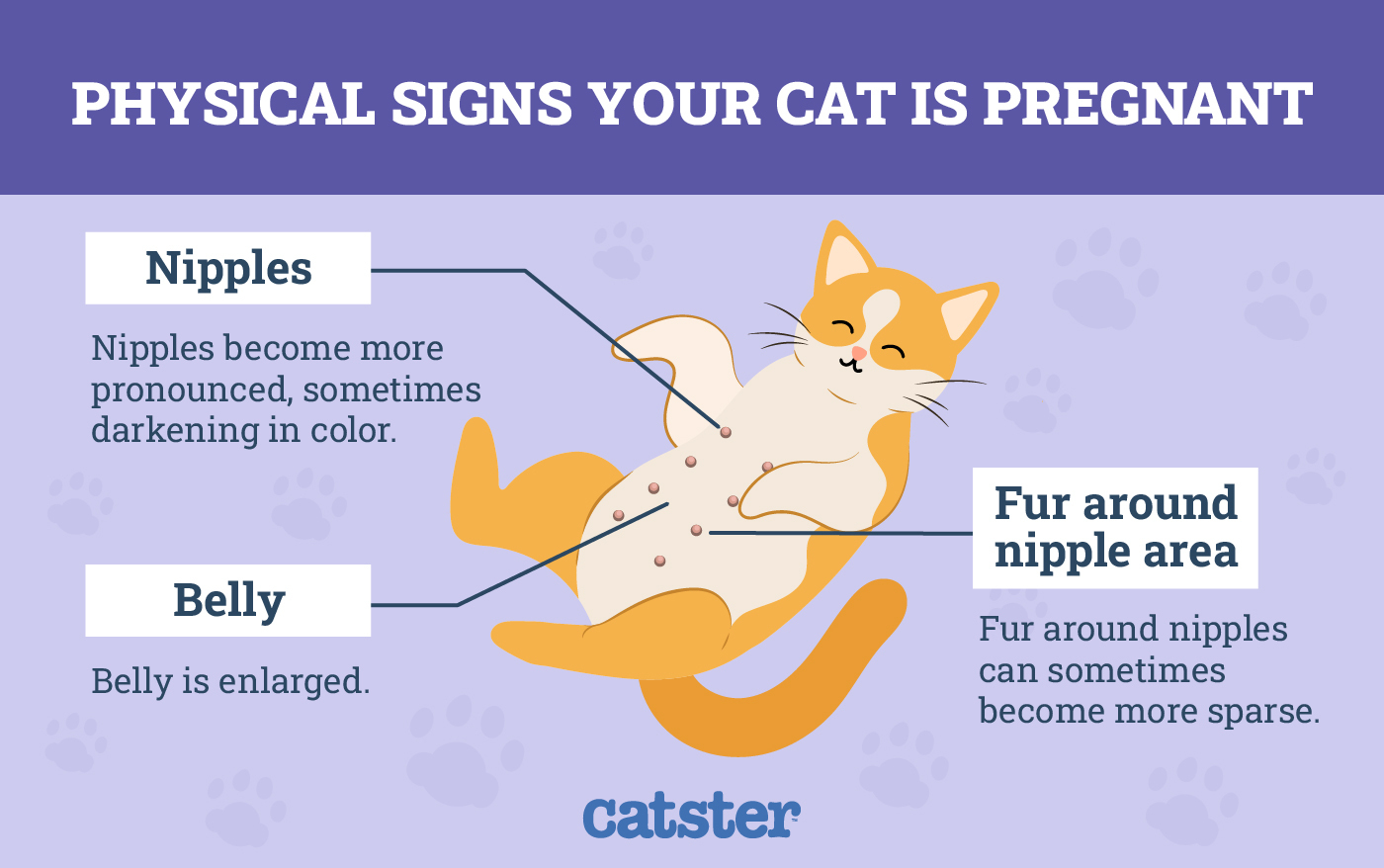 Pregnant Cat Nipples VS Normal Cat Nipples Infographic