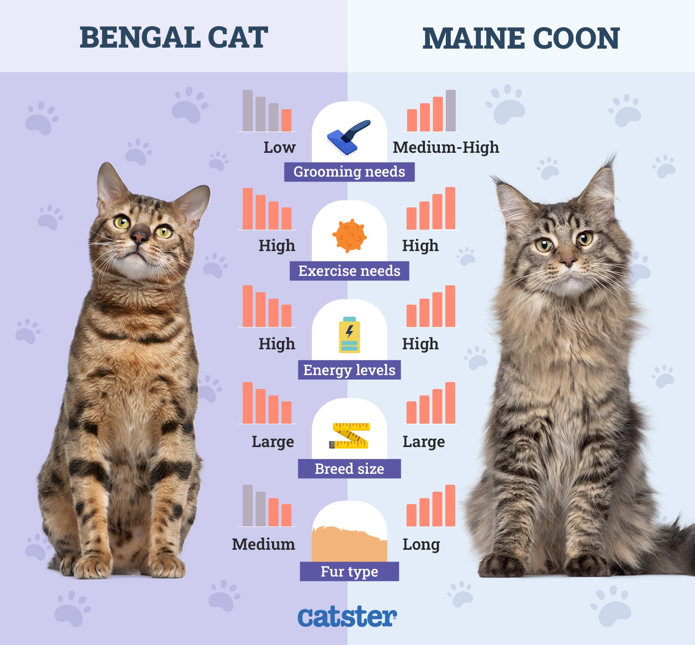 Catster_Side by Side Comparison Bengal Cat vs Maine Coon