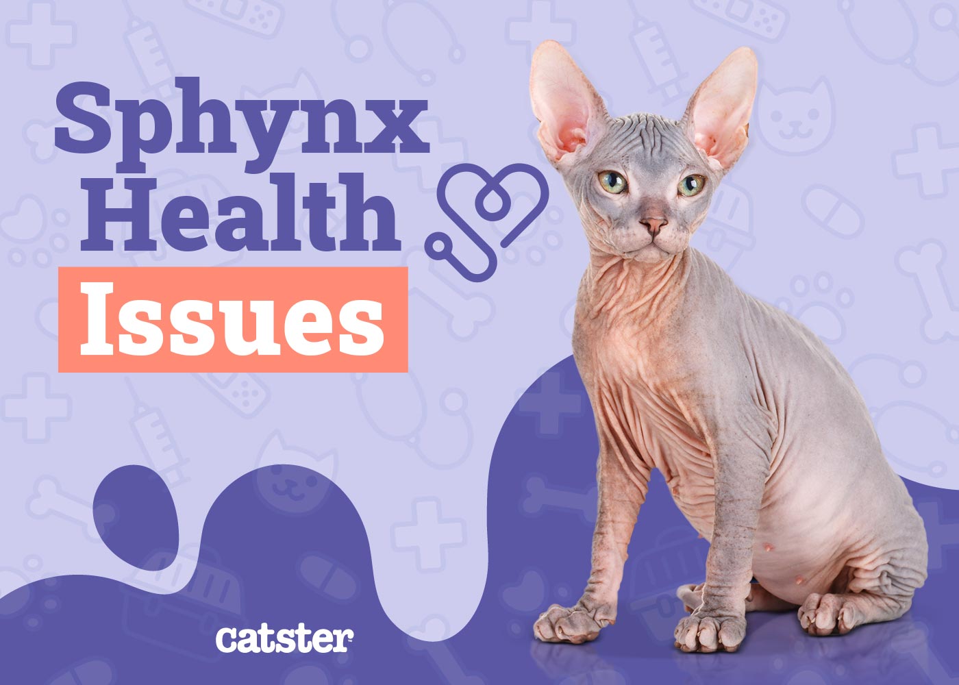 Sphynx Cat Health Problems