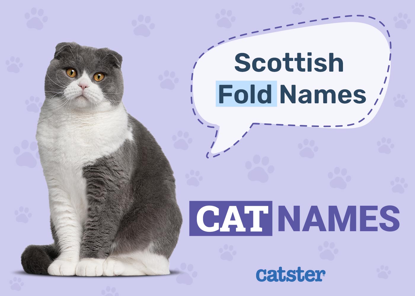 Scottish Fold Cat Names
