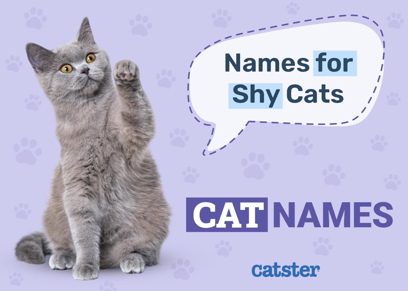 Shy Cat Names