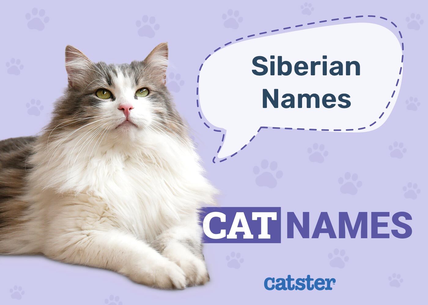 Siberian Cat Names